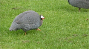 P1050110