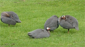 P1050111
